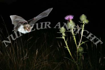 Postkarte jagende Fransenfledermaus